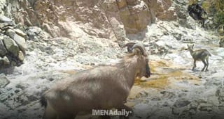 Al Dhahirah’s Wildlife Haven: Exploring Oman’s Majestic Arabian Ibex