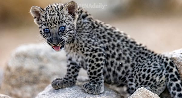 Oman Celebrates International Day of the Arabian Leopard with Conservation Initiatives