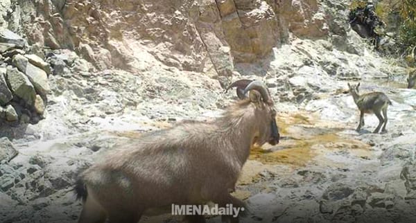 Al Dhahirah’s Wildlife Haven: Exploring Oman’s Majestic Arabian Ibex